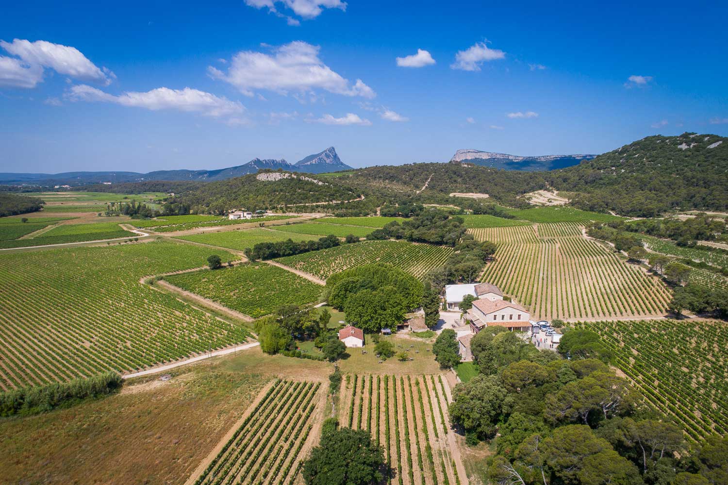 Vins Du Pic Les Vins Du Pic Saint Loup Aux Prix Domaines Vins Du Pic Les Vins Du Pic Saint Loup Aux Prix Domaines